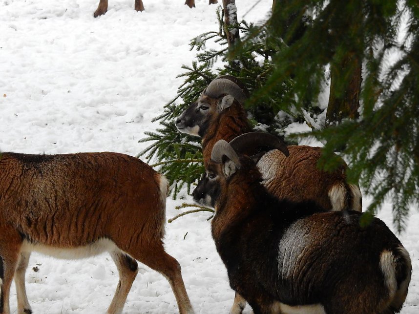 Unterwegs im winterlichen Harz