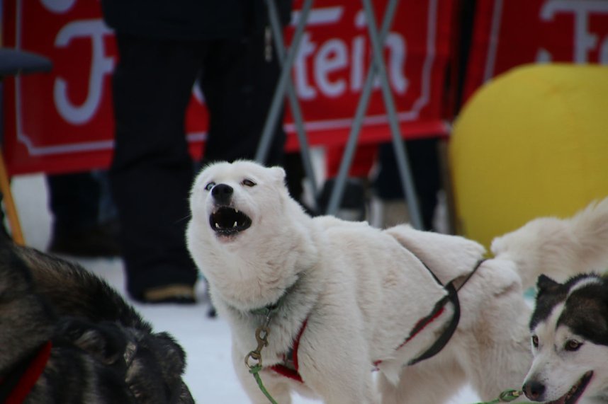 Schlittenhunderennen in Hasselfelde