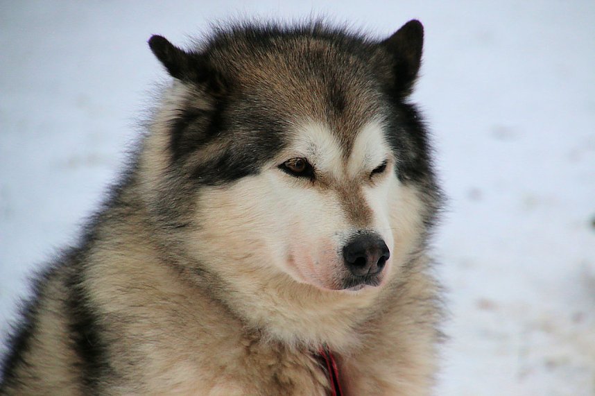 Schlittenhunderennen in Hasselfelde