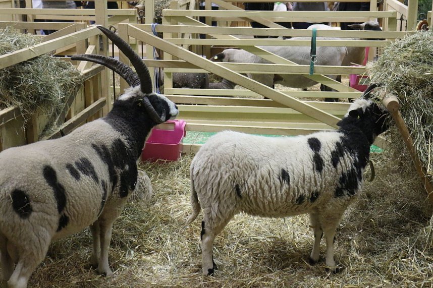 Gr&uuml;ne Woche 2017 in Berlin