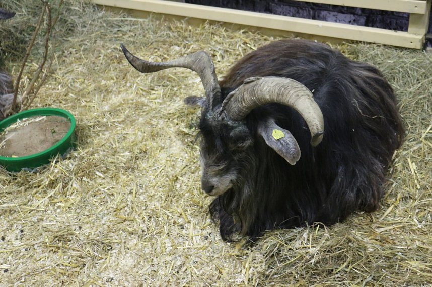 Gr&uuml;ne Woche 2017 in Berlin