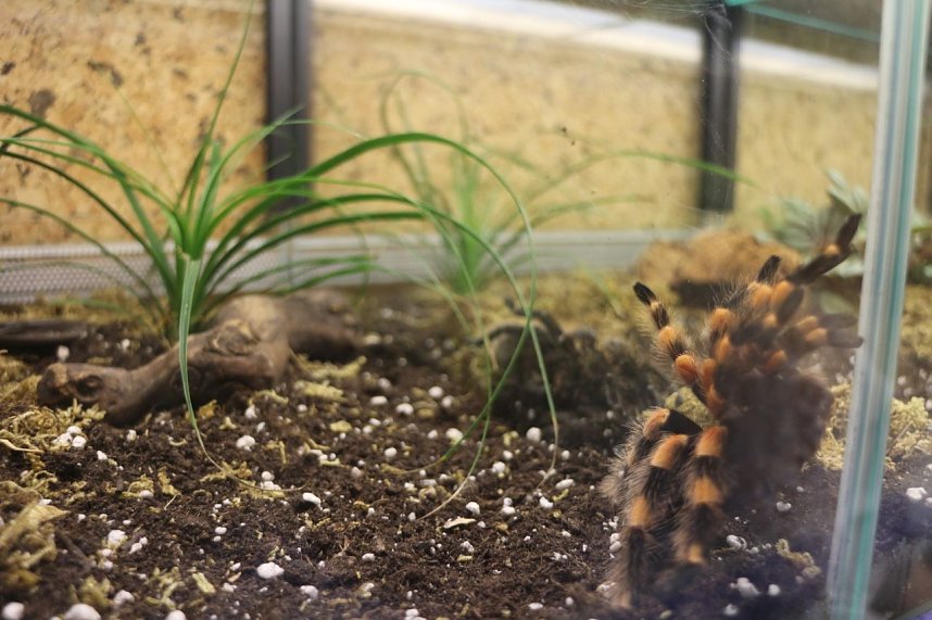 Gr&uuml;ne Woche 2017 in Berlin