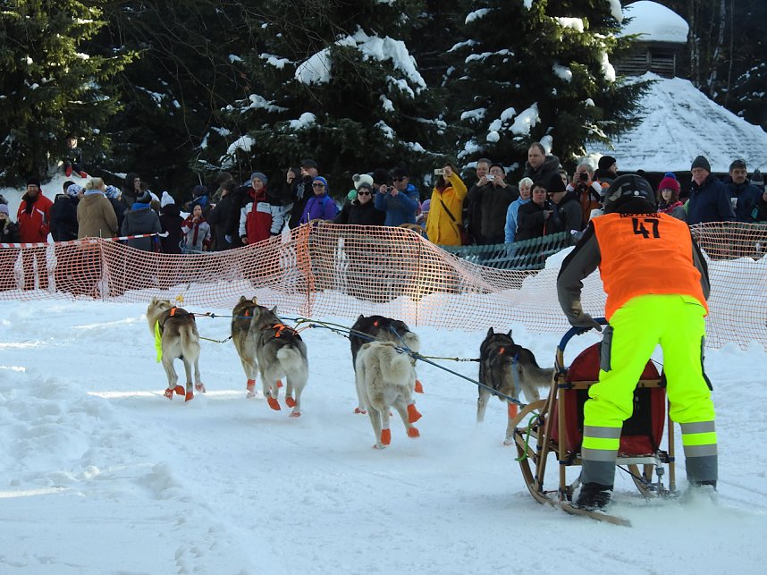 Schlittenhunderennen in Benneckenstein