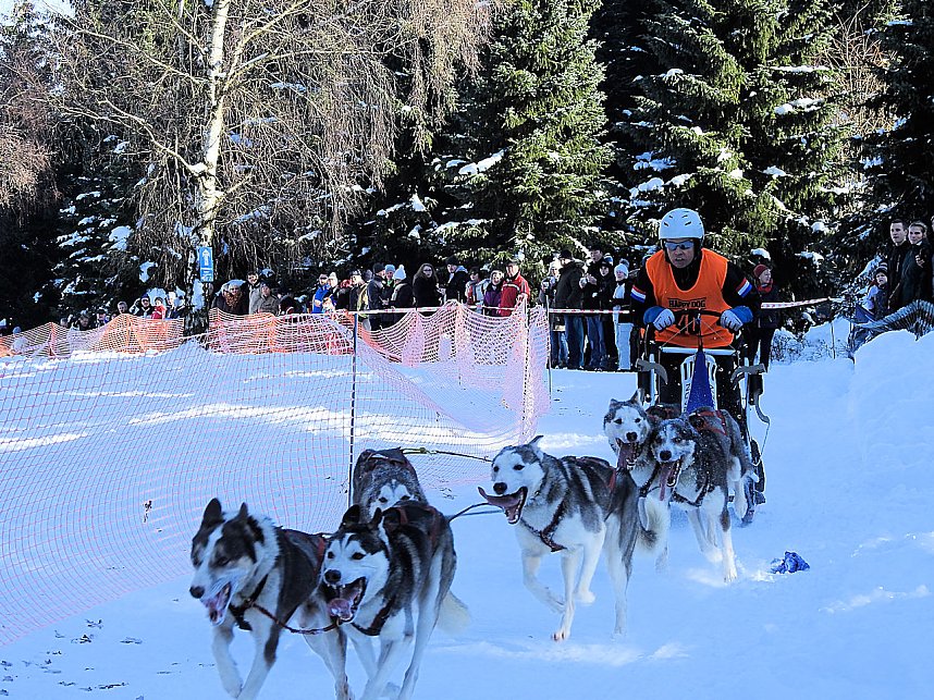 Schlittenhunderennen in Benneckenstein