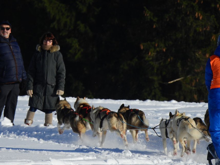 Schlittenhunderennen in Benneckenstein