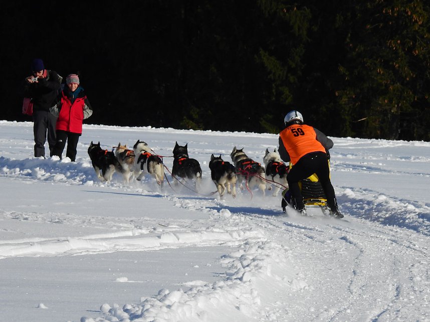 Schlittenhunderennen in Benneckenstein