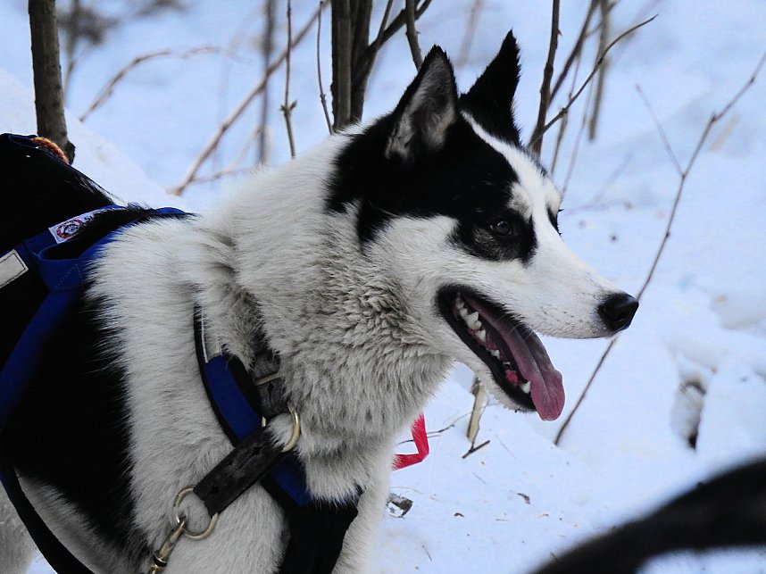 Schlittenhunderennen in Benneckenstein