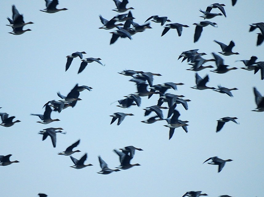 Wildg&auml;nse am K&ouml;ckernsee