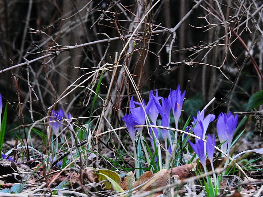 Spuren des Fr&uuml;hlings
