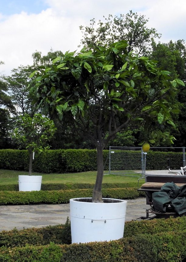 Lustwandeln im Park von Oranienbaum