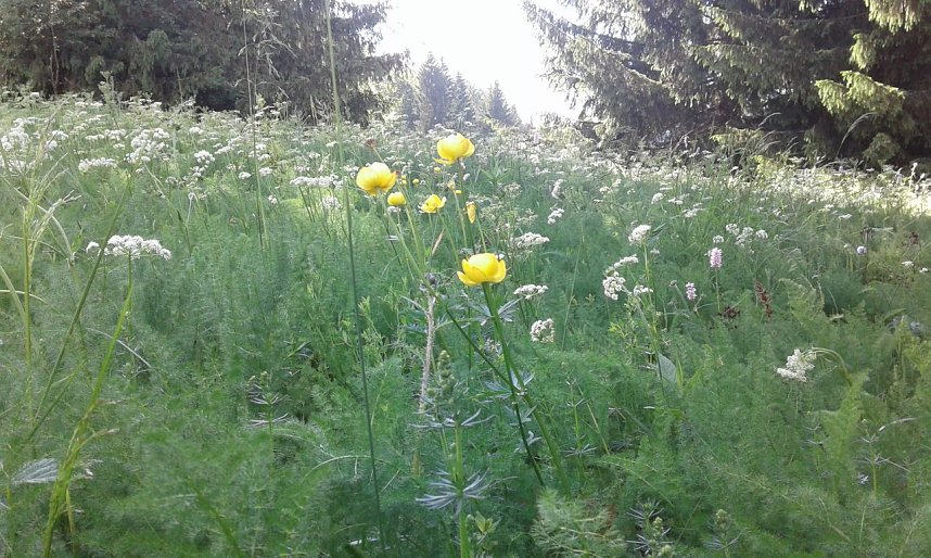 Gesucht wird: Die Trollblume