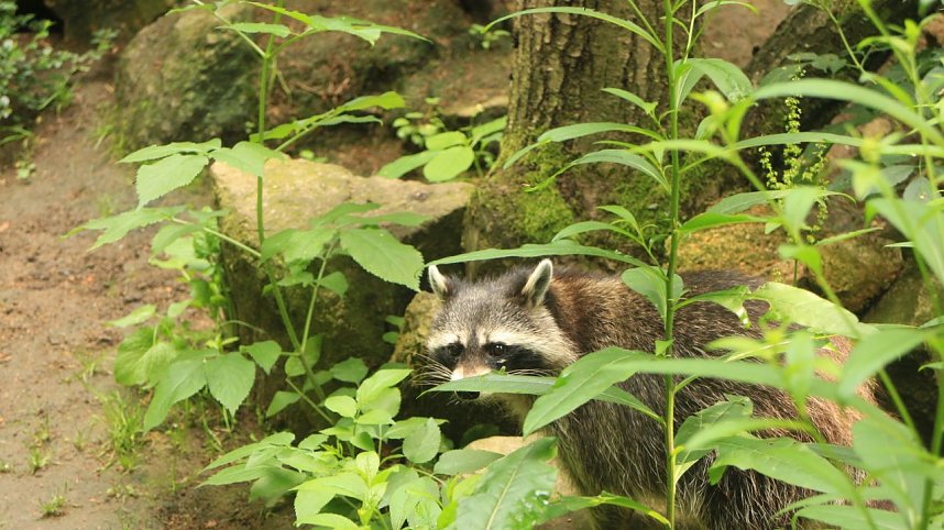 Sonntagswanderung bei Thale