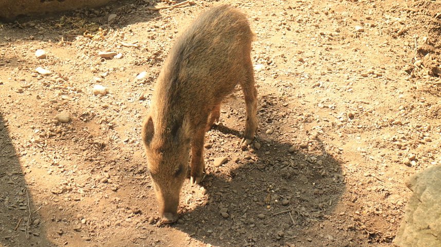 Sonntagswanderung bei Thale