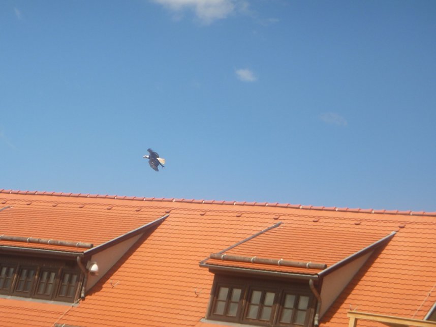 Gelebtes Mittelalter auf Burg Falkenstein