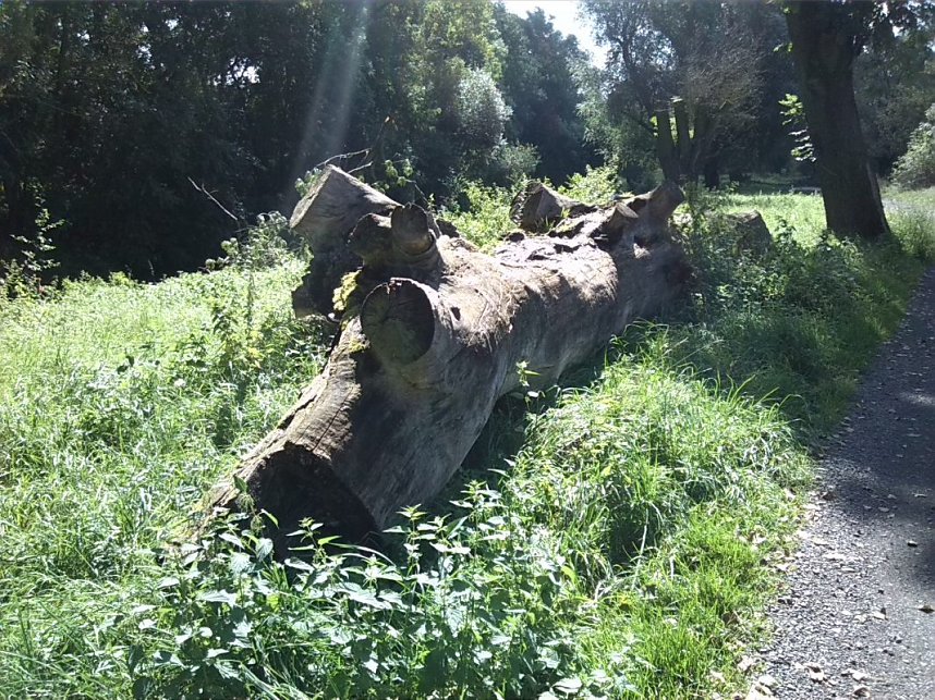 Helme, Zorge und Thyra besser sch&uuml;tzen