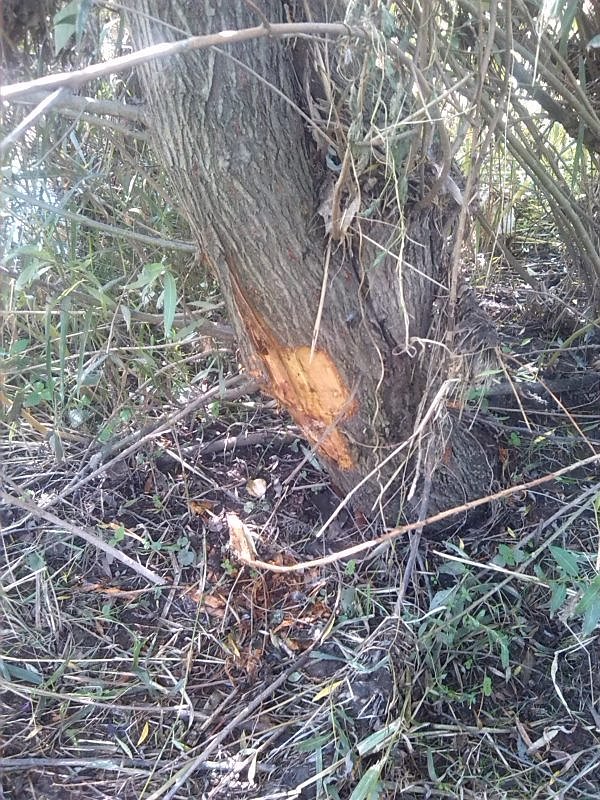 Helme, Zorge und Thyra besser sch&uuml;tzen