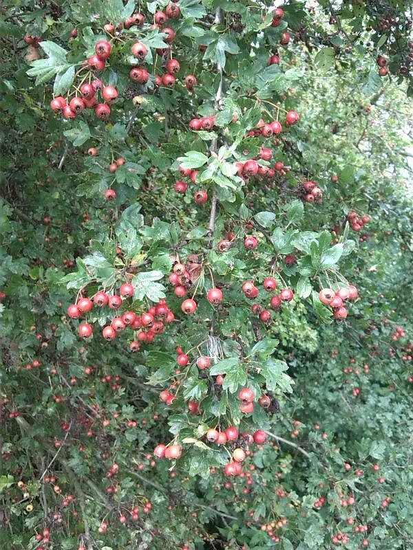 Helme, Zorge und Thyra besser sch&uuml;tzen