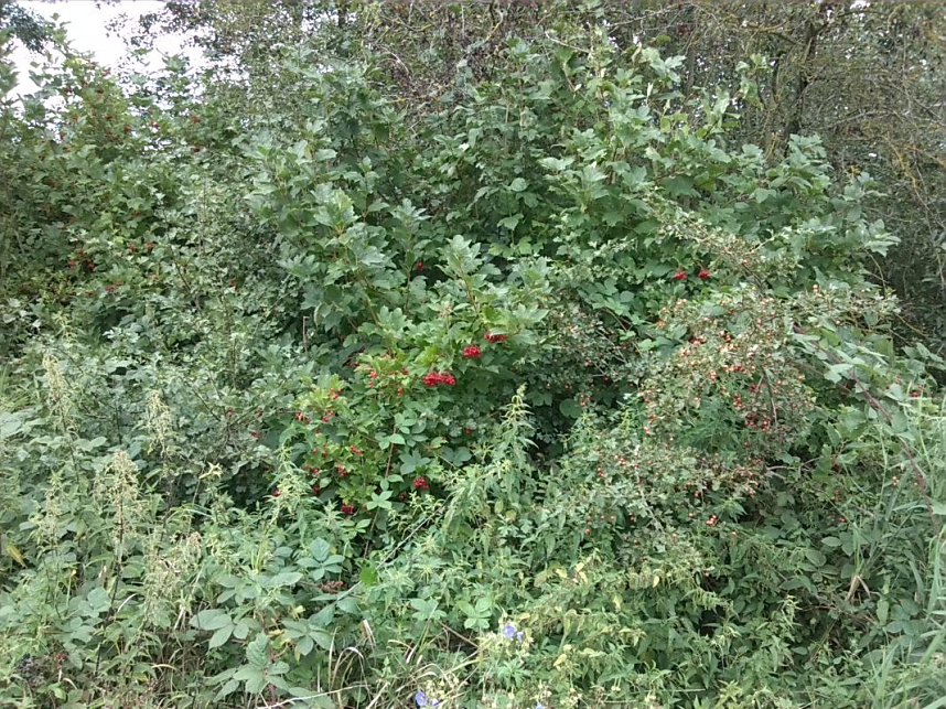 Helme, Zorge und Thyra besser sch&uuml;tzen