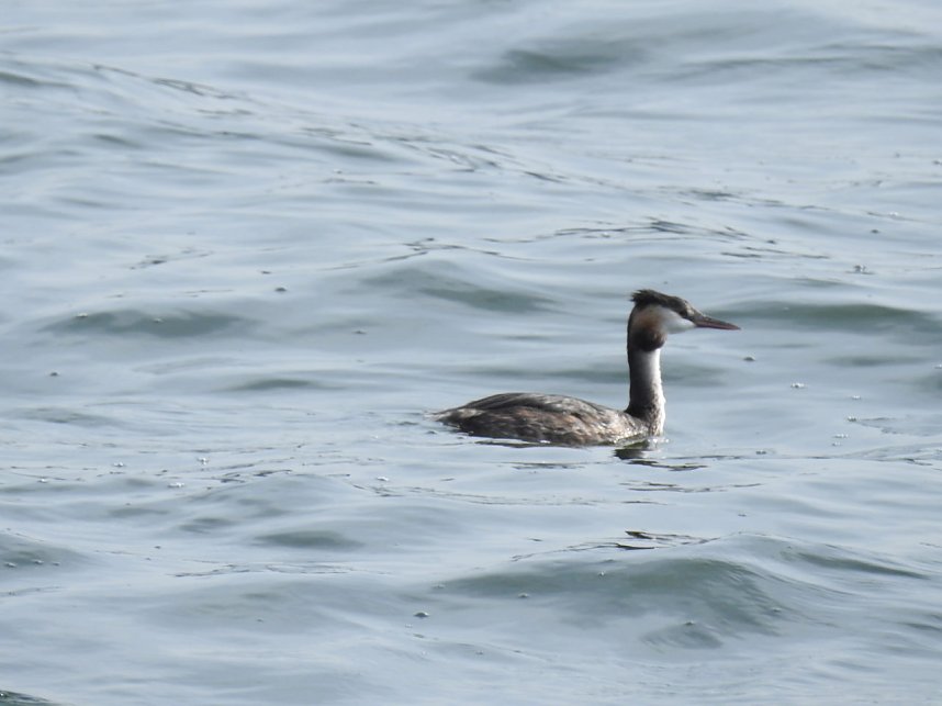 Sommerabend am Stausee Kelbra