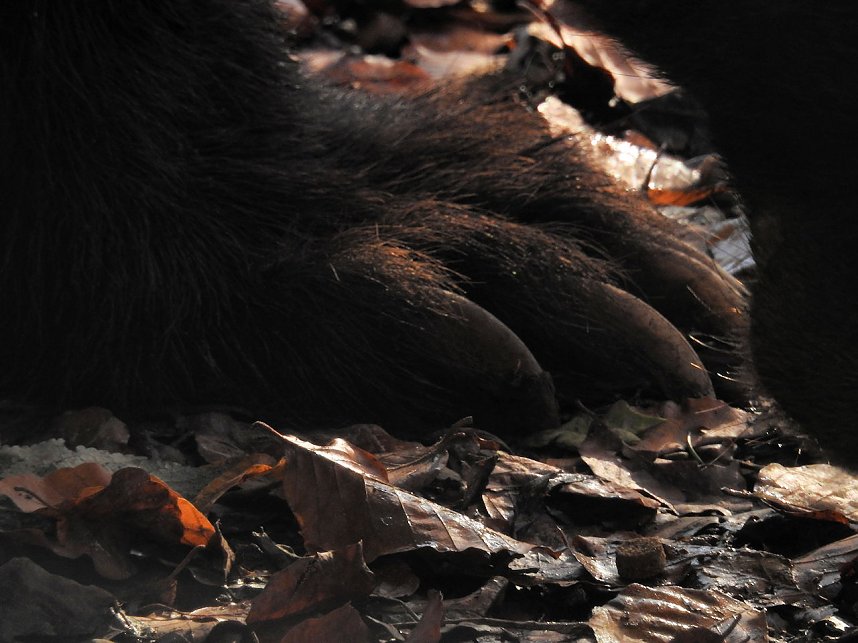 Peter Blei im B&auml;renpark Worbis