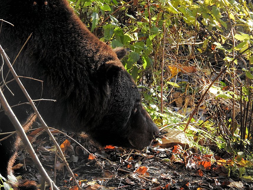 Peter Blei im B&auml;renpark Worbis