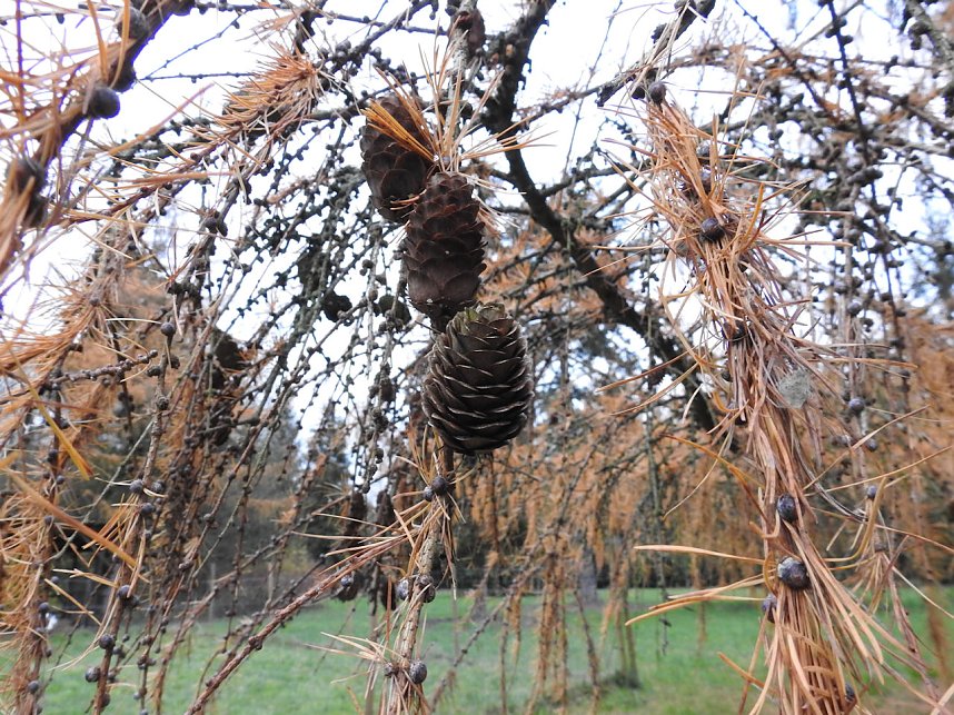 Abstecher in den W&ouml;rlitzer Park