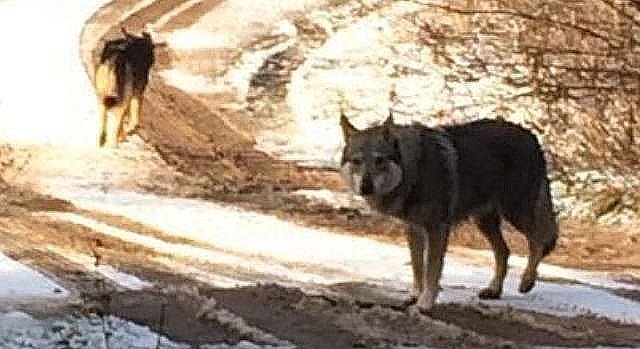 Sind das tats&auml;chlich W&ouml;lfe?