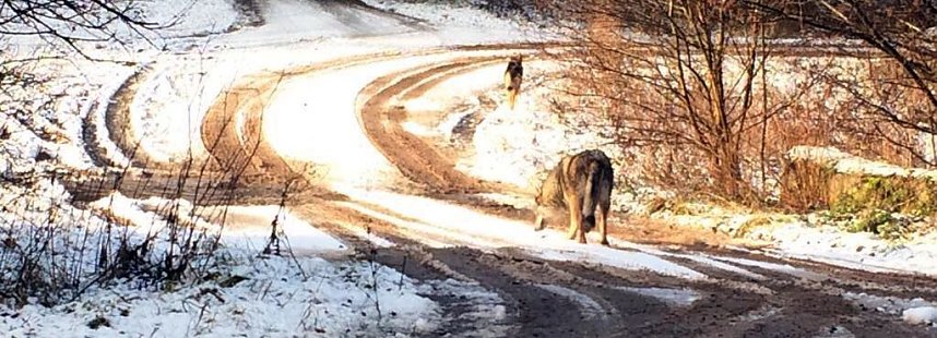 Der Wolf ist im S&uuml;dharz angekommen