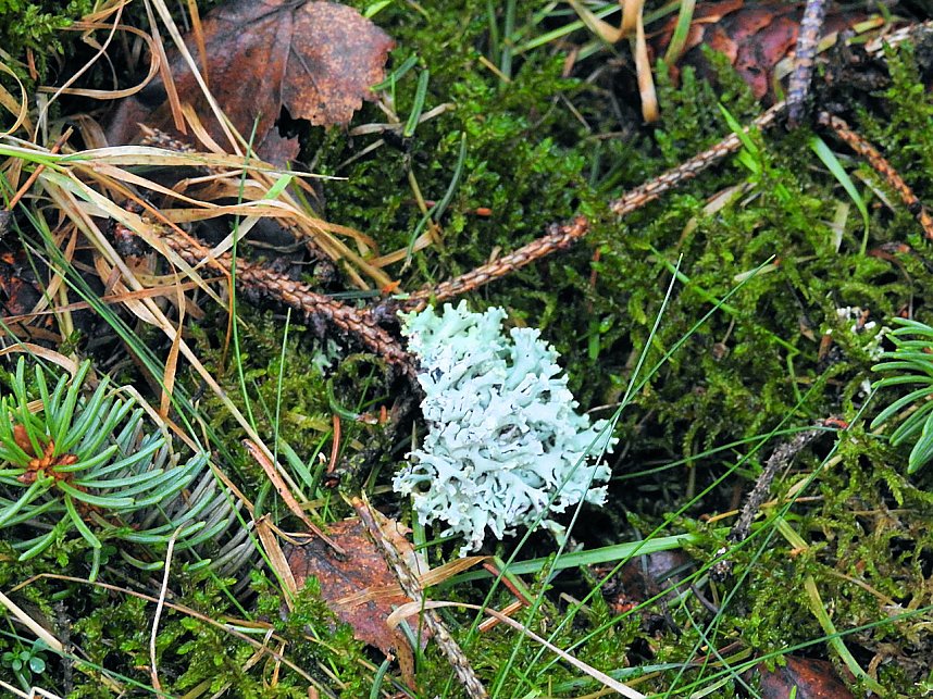 Schlittenhunde rennen rund um Benneckenstein