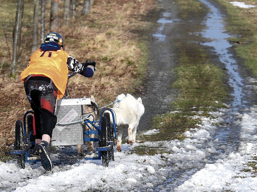 Schlittenhunde rennen rund um Benneckenstein