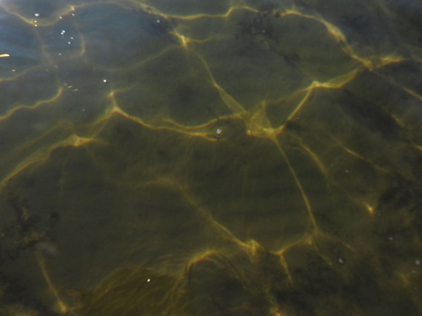 Lichtspiele am Seelhausener See