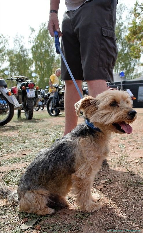 Emmenrausch am Stausee Kelbra