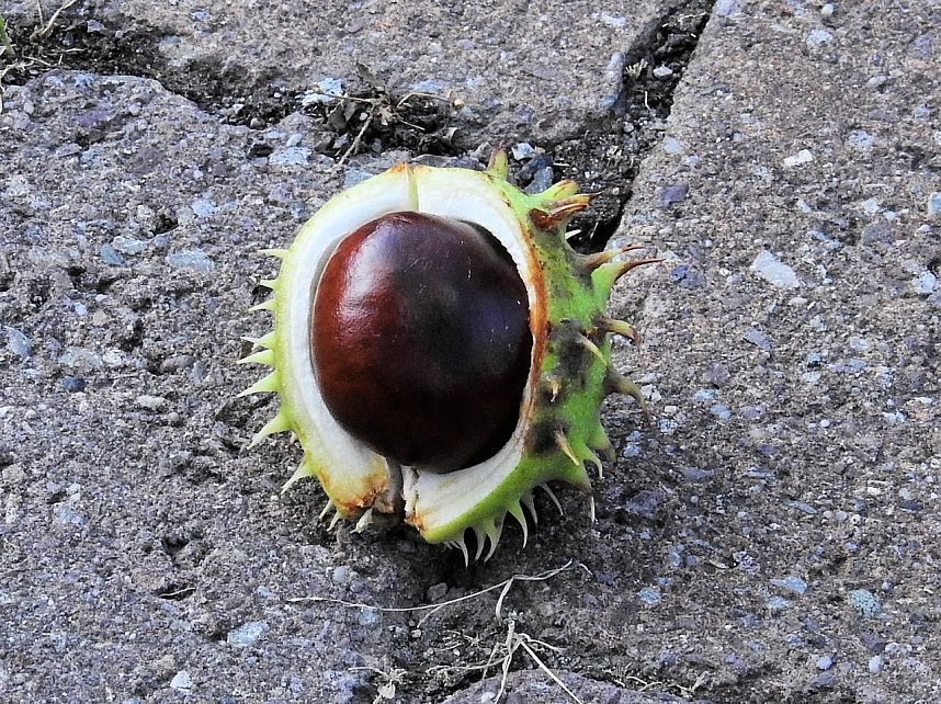 Kastanien im Stress