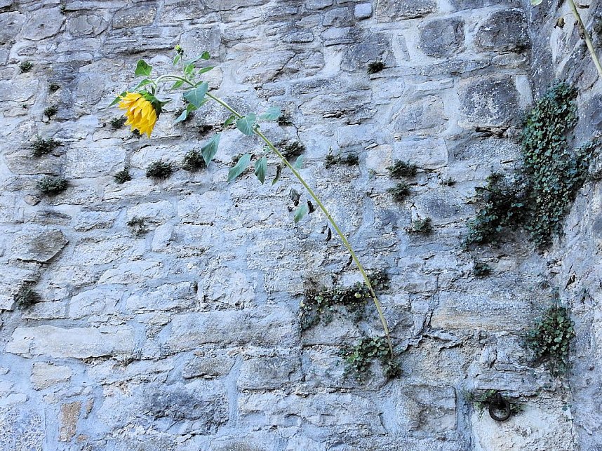 Zu Gast auf Schloss Pl&ouml;tzkau