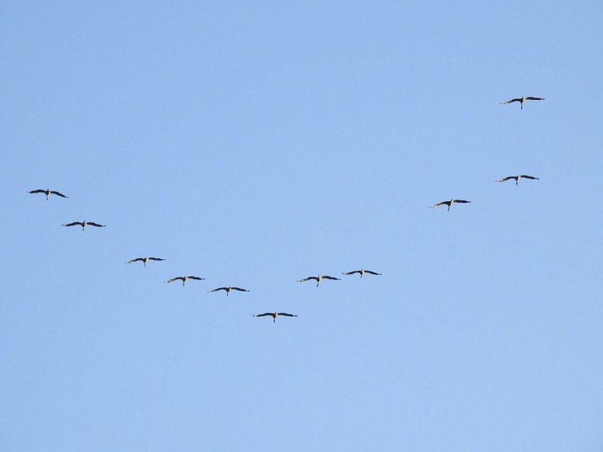 Die Vorboten flogen an