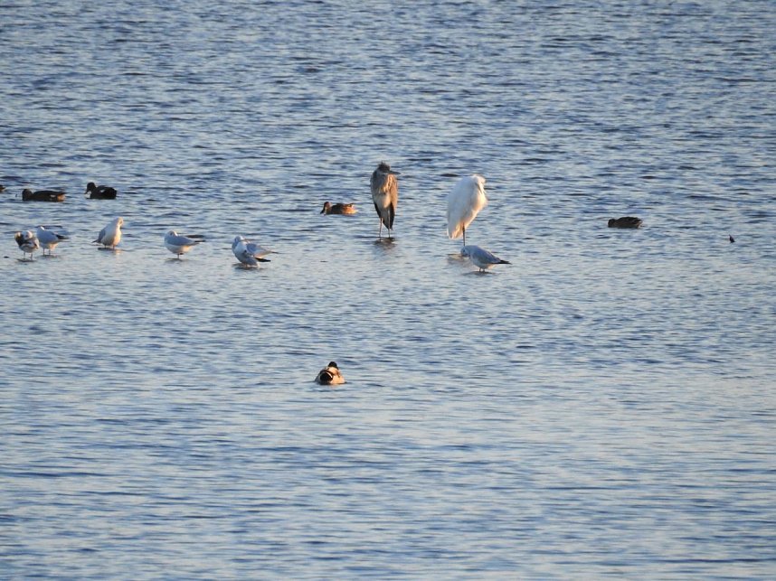 Die Vorboten flogen an