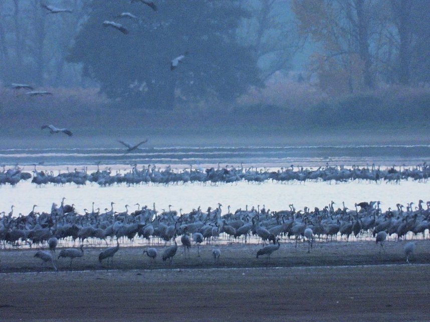 Abschied von den Kranichen