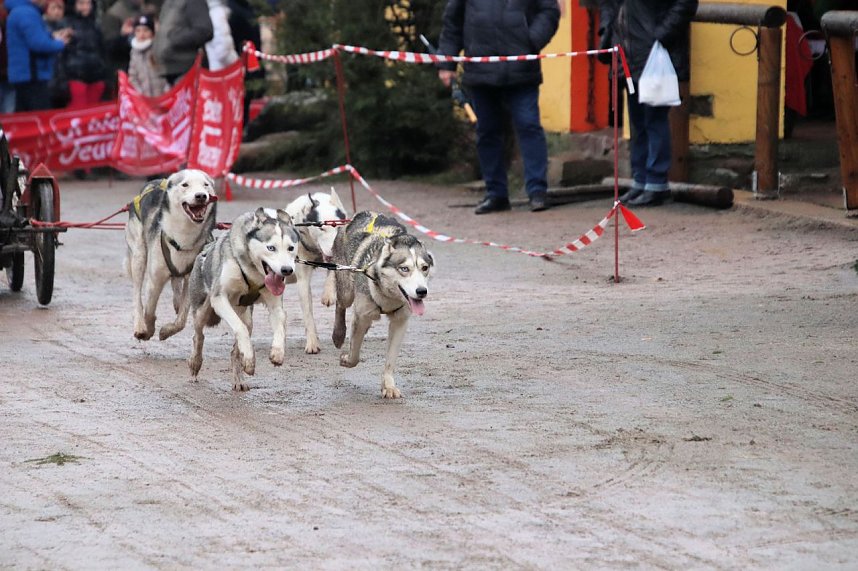 Hundeschlittenrennen in Pullman City