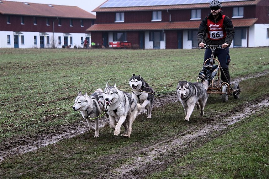 Hundeschlittenrennen in Pullman City