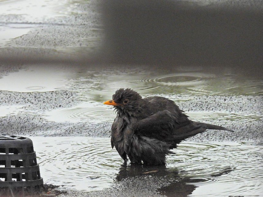Amselbad in Nordhausen