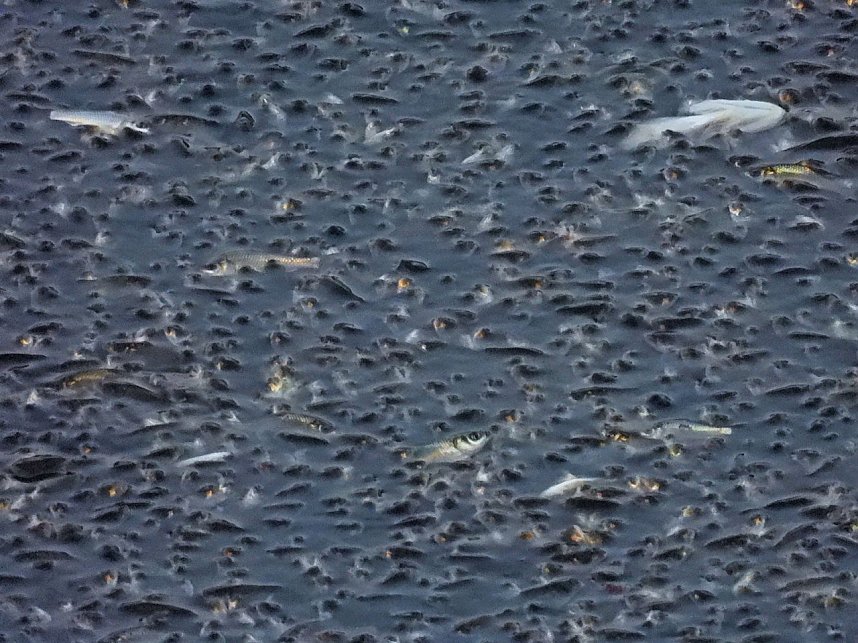 Das Sterben der Fische