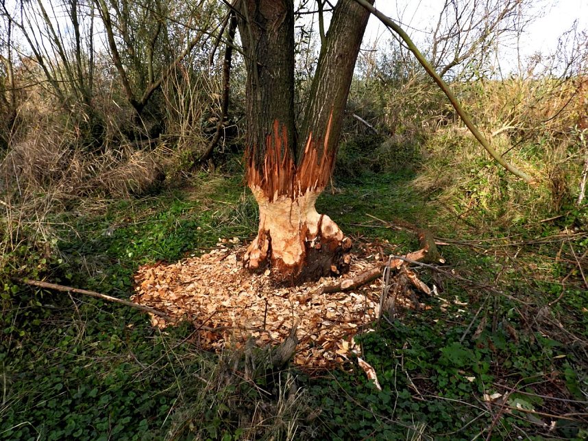 Peter Blei am Muldestausee