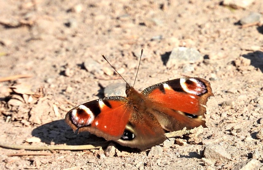 Unterwegs im Brandesbachtal