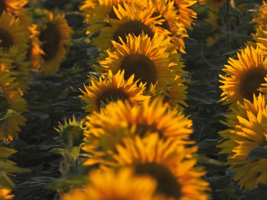 Sonnenblumen ohne Ende