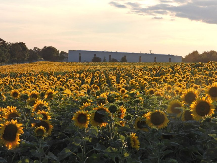 Sonnenblumen ohne Ende