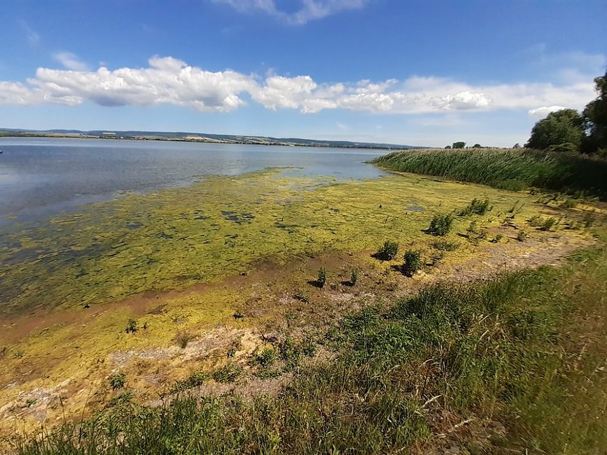 Algen an der Talsperre Kelbra