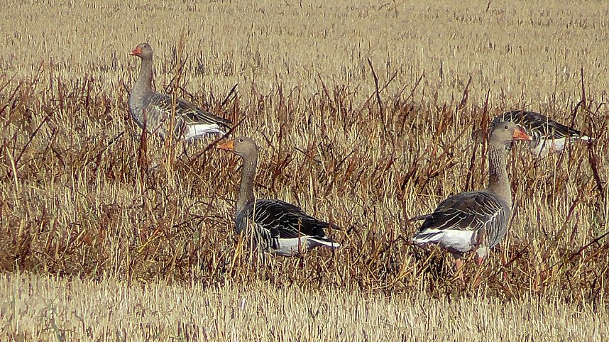 Wildg&auml;nse und Kraniche am Stausee