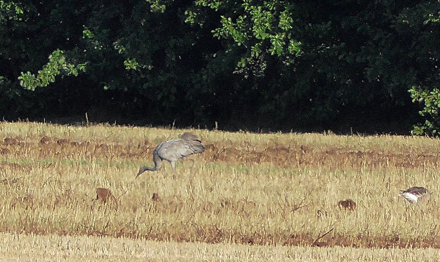 Wildg&auml;nse und Kraniche am Stausee