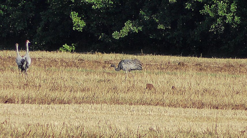 Wildg&auml;nse und Kraniche am Stausee