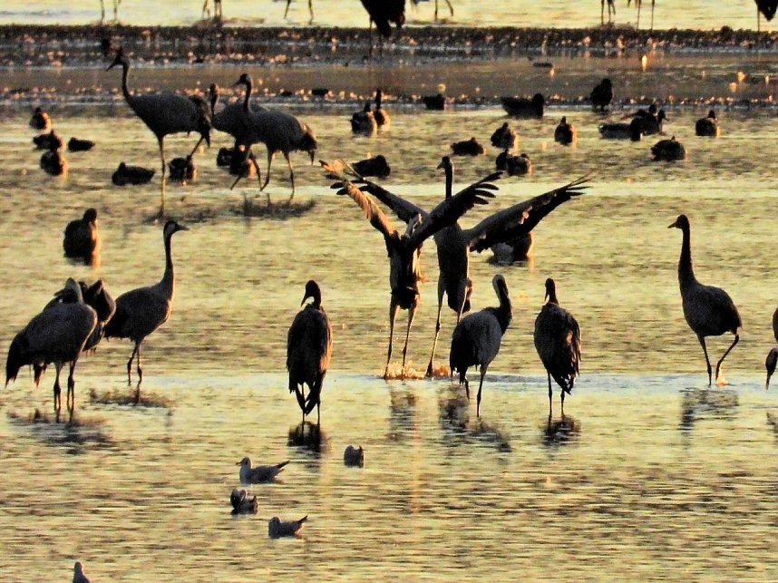 Peter Blei unterwegs am Stausee Kelbra